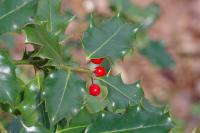 Ilex aquifolium