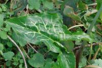 Arum italicum