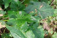 Arum maculatum