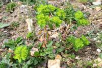 Euphorbia helioscopia