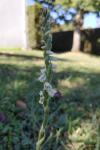 Spiranthes spiralis