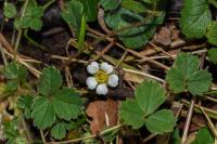 Potentilla sterilis