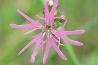 Lychnis flos-cuculi