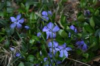 Vinca minor
