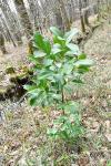 Prunus laurocerasus