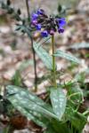 Pulmonaria longifolia