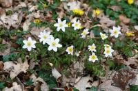 Anemone nemorosa