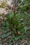 Rumex acetosa