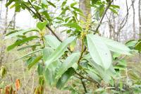 Prunus laurocerasus