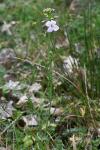 Cardamine pratensis