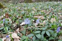 Vinca minor