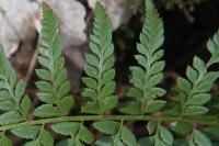 Polystichum aculeatum