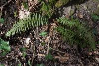 Polystichum aculeatum