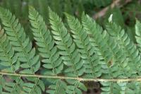Polystichum setiferum