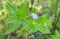 Gratiola officinalis