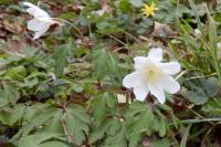 Anemone nemorosa