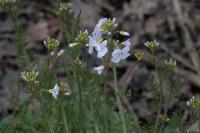 Cardamine pratensis