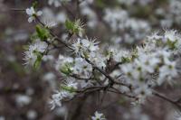 Prunus spinosa