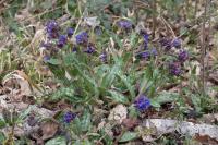 Pulmonaria longifolia