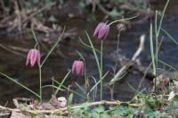 Fritillaria meleagris