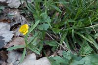 Ranunculus auricomus