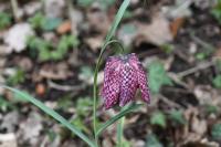 Fritillaria meleagris