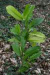 Prunus laurocerasus