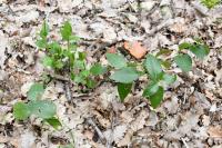 Vinca major