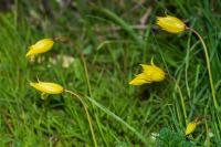Tulipa sylvestris subsp. sylvestris