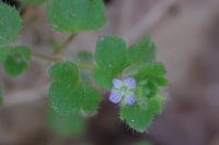 Veronica hederifolia