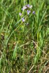 Cardamine pratensis