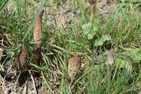 Equisetum telmateia