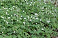 Isopyrum thalictroides