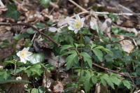 Anemone nemorosa