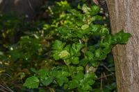 Smyrnium olusatrum