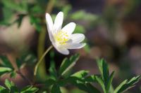 Anemone nemorosa