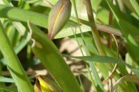 Tulipa sylvestris