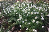 Anemone nemorosa