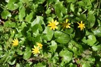 Ficaria verna