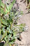 Capsella bursa-pastoris