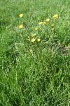 Ranunculus auricomus