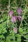 Fritillaria meleagris