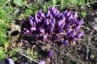 Lathraea clandestina