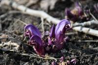 Lathraea clandestina