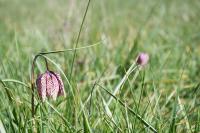 Fritillaria meleagris