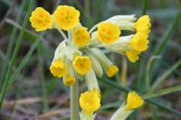 Primula veris