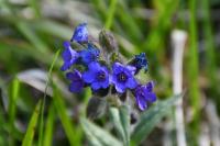 Pulmonaria longifolia