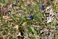Muscari neglectum
