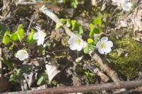 Oxalis acetosella