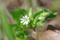 Stellaria media